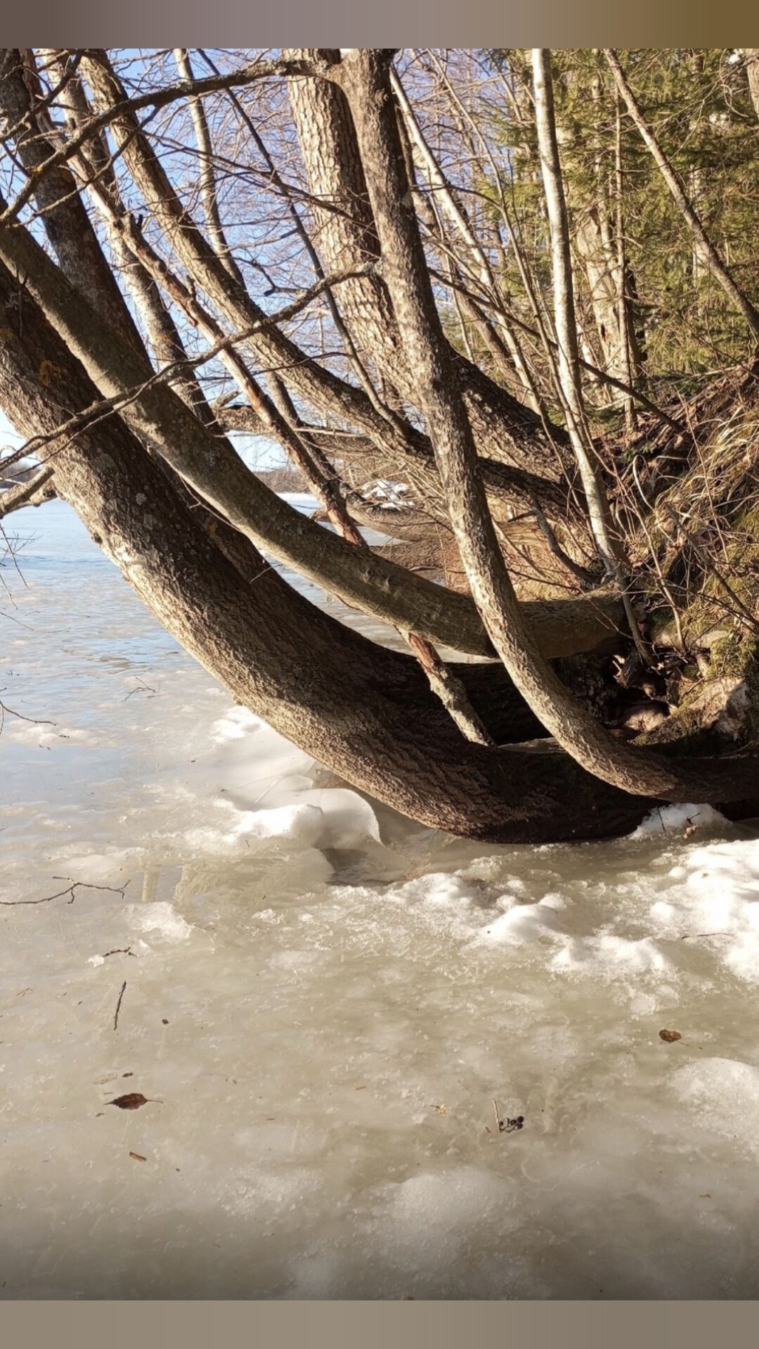 18.01.2025 ❄️Лёд!🌾Тростник!🌌Гало!🌡Лосево-Светогорск!🌬