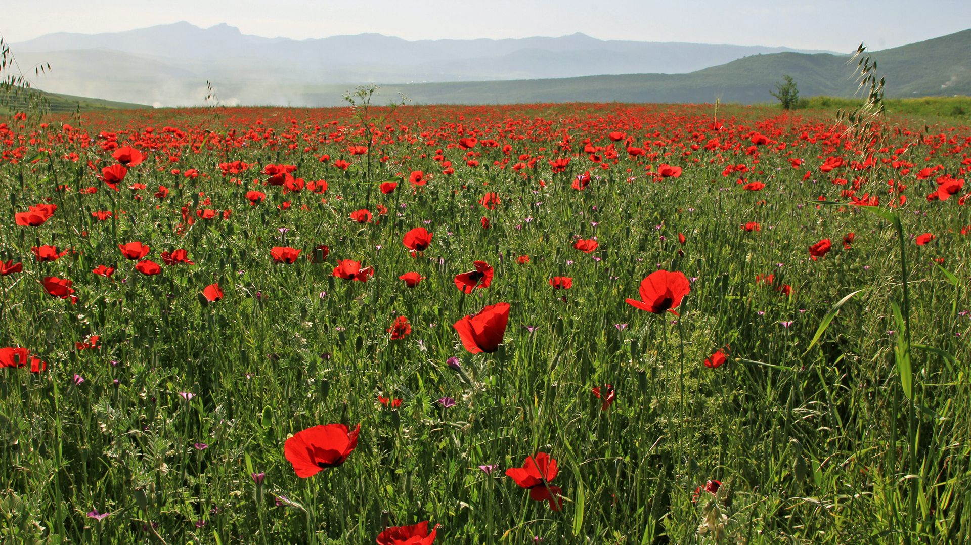 15.05.26 Баку-Батуми