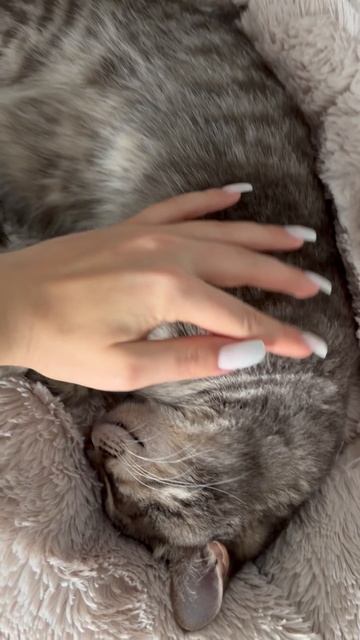 Мило спящий котик 🐱