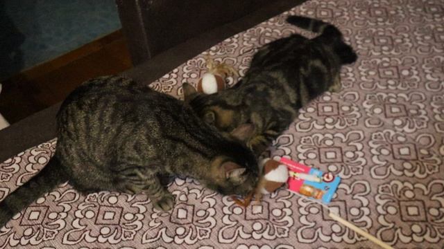 Котики изучают новую игрушку. Воскресенье, 7 декабря 2025 г