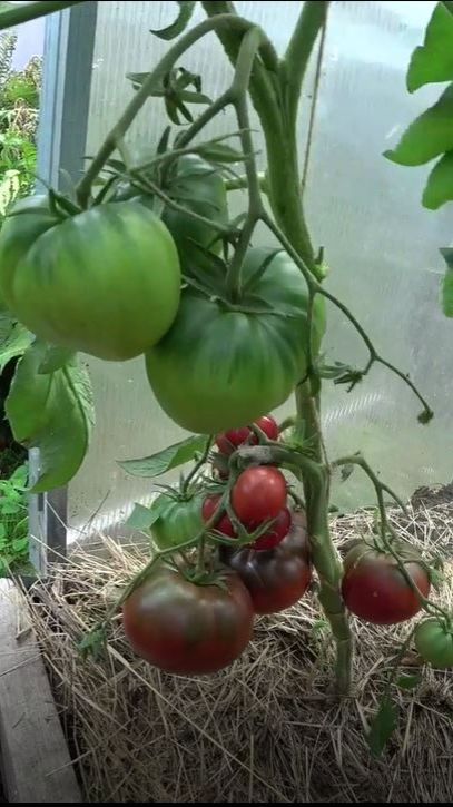 Один из методов предотвращения появления фитофторы