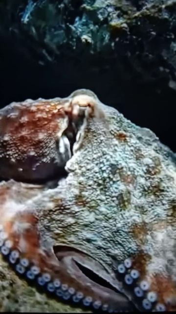 Обитатели подводного мира😮🤔😯