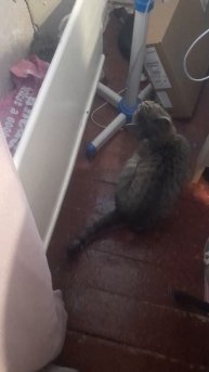 Маша приходит с улицы и греет попу на батарее каждый раз.