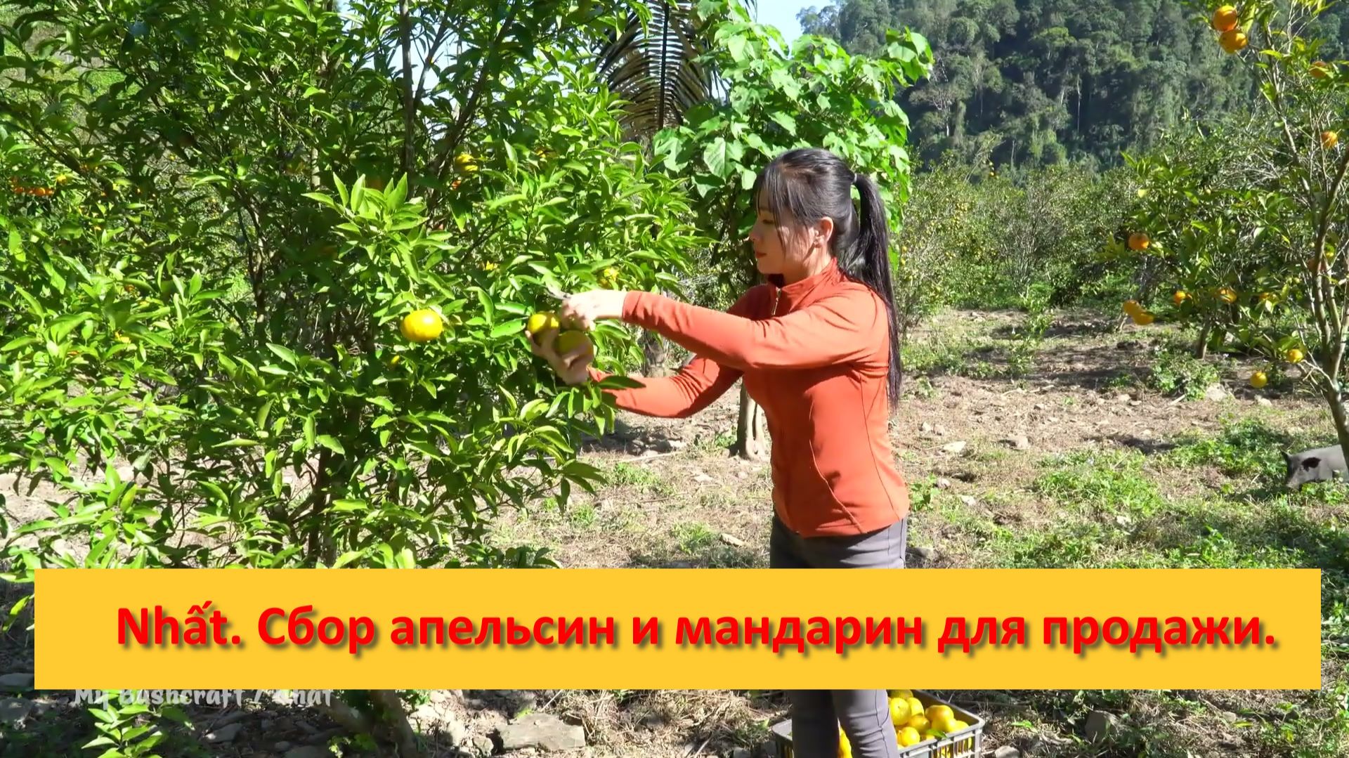 Nhất. Сбор апельсин и мандарин для продажи на деревенском рынке.