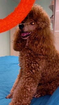 Пудель Барон Сверкает глазами.