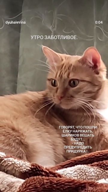 Забота Тигры...