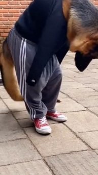 #shorts овчарка в одежде