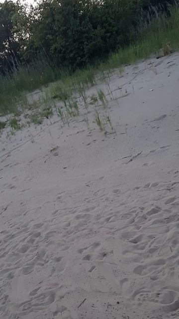 Встретили мы как-то лису