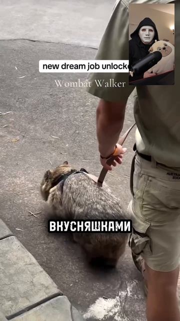 Вомбат устал - работа мечты.