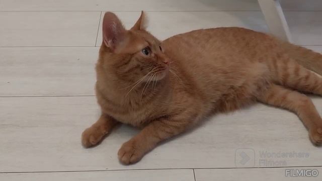 Классное видео о рыжем коте / 365 ый выпуск: Кот Барсик в своём репертуаре