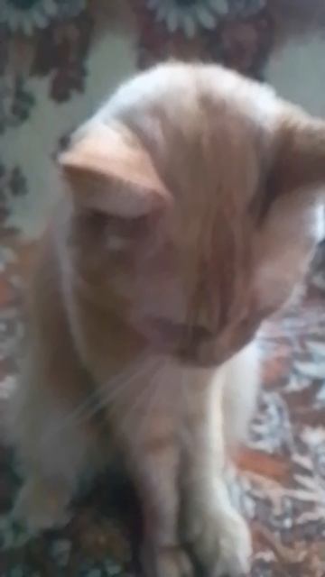 VID_20251209_114303.mp4