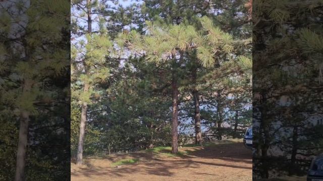 Волошино/2025/ Родионово-Несветайский район