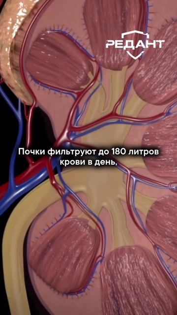 ТОП_4_продукта_для_очистки_почек!