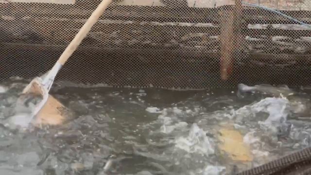 Запуск форели