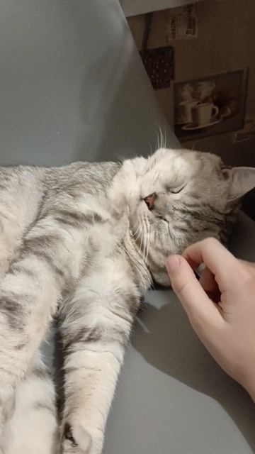 Милый котик