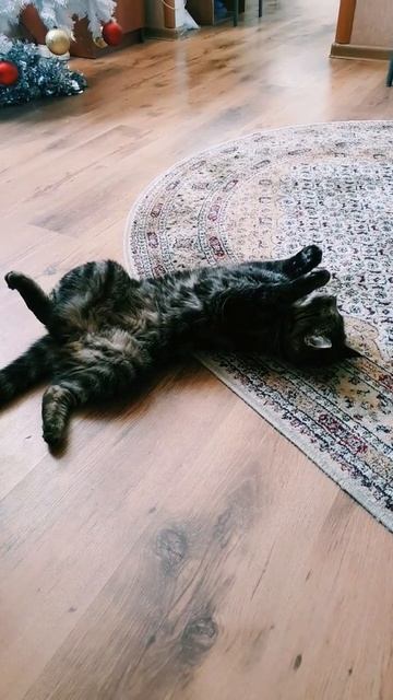 у кота ноль реакции 🤨