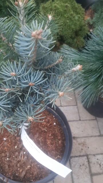 ❤🌲Пихта одноцветная Компакта
✔Продажа растений в телеграм канале:
https://t.me/love_is_hvoiny_dvorik