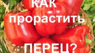 Сею 9 сортов перца без земли! Как прорастить семена перца?