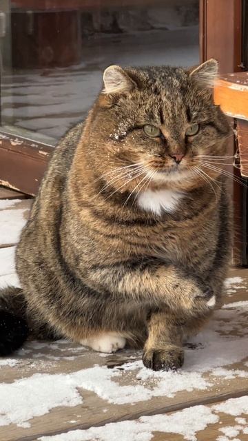 До чего хорош Барсик!