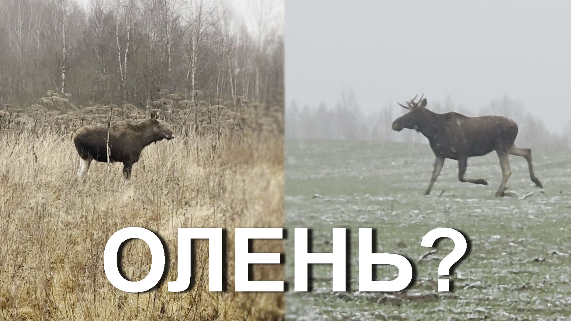 Охота НА ОЛЕНЯ 💥 Поиск и обнаружение...