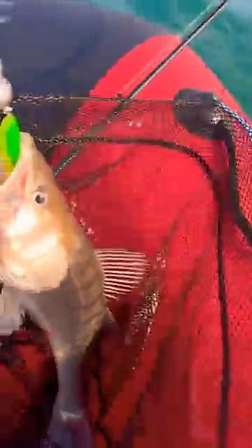 Капчагай рыбалка на судака 7.12.2025 #fishing #рыбалка #судак #спиннинг