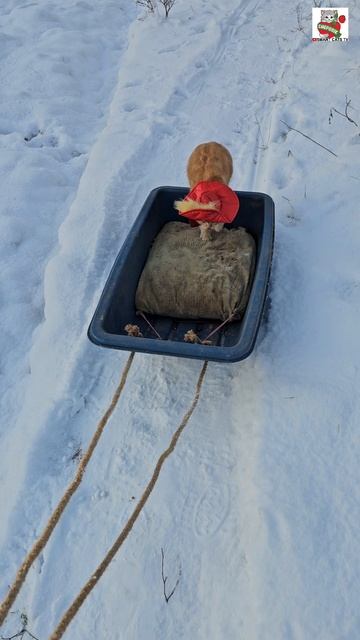 И снова копыта как сердце стучат 🌞❄️❤️🦮🛷🐈❄️