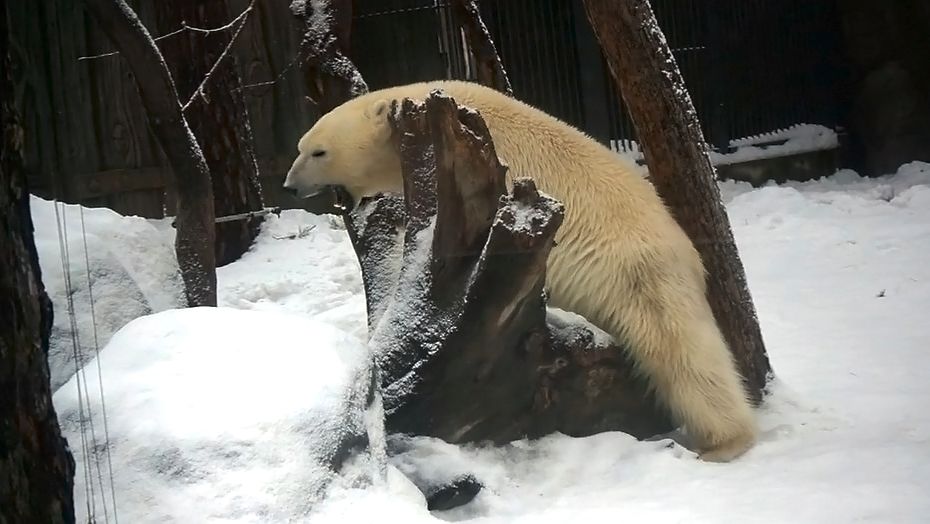 Медвежата Белка и Стрелка придумали себе новые игры и новые развлечения.