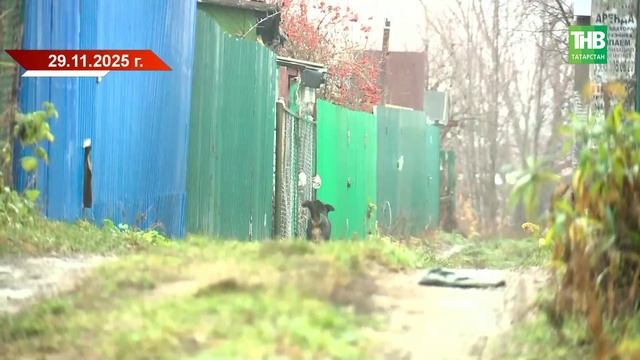 Резонансное дело о нападении собак: новые показания в суде