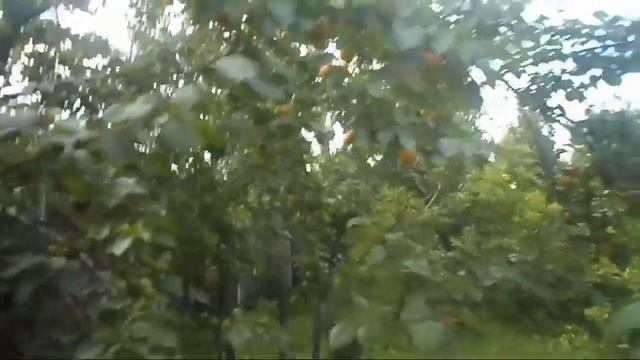 4. В.Железов. Урожай 2016. Абрикосы.mp4