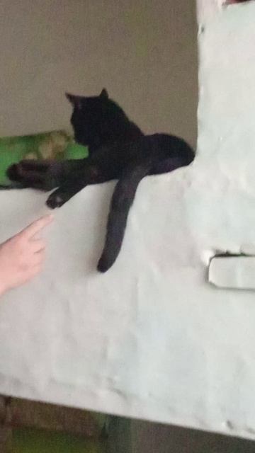 Феликс отдыхает.mp4