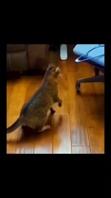 #кот #смех #юмор #прикол #смешнойшортс #животные