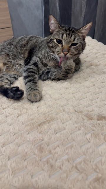 Котик это всегда правильный выбор