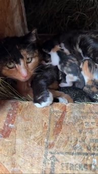 Автор видео: animalifeshorts