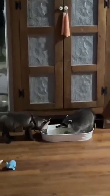 Видео от МЯУтаверс – как метавселенная, но с котами