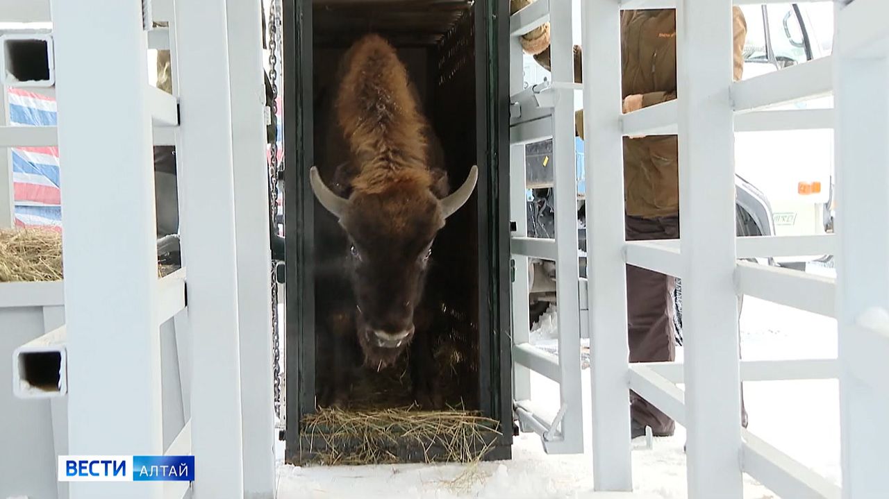 В барнаульском зоопарке появился новый обитатель – краснокнижный зубр по кличке Мурашик