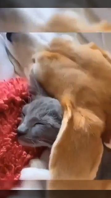 Видео от МЯУтаверс – как метавселенная, но с котами