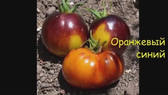 СКИДКИ на СЕМЕНА! Каталог томатов на 2026 год. Часть 5. г. Киров т. 89229284031