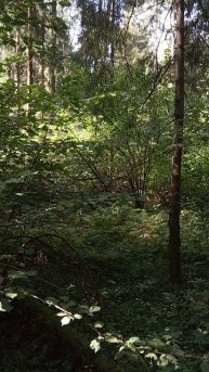 Лес густой с орешником легкий ветерок