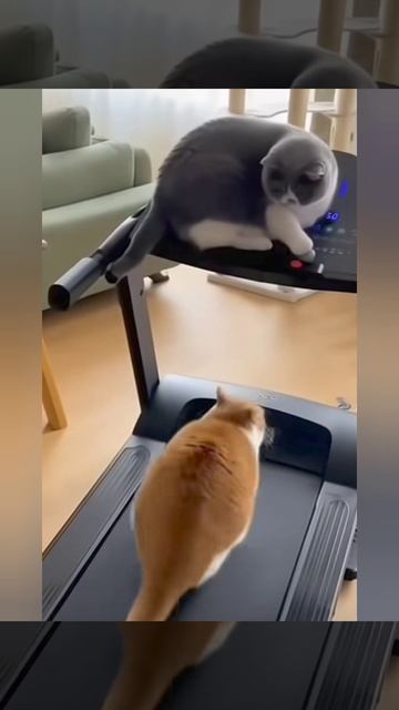 Эти удивительные коты 😂