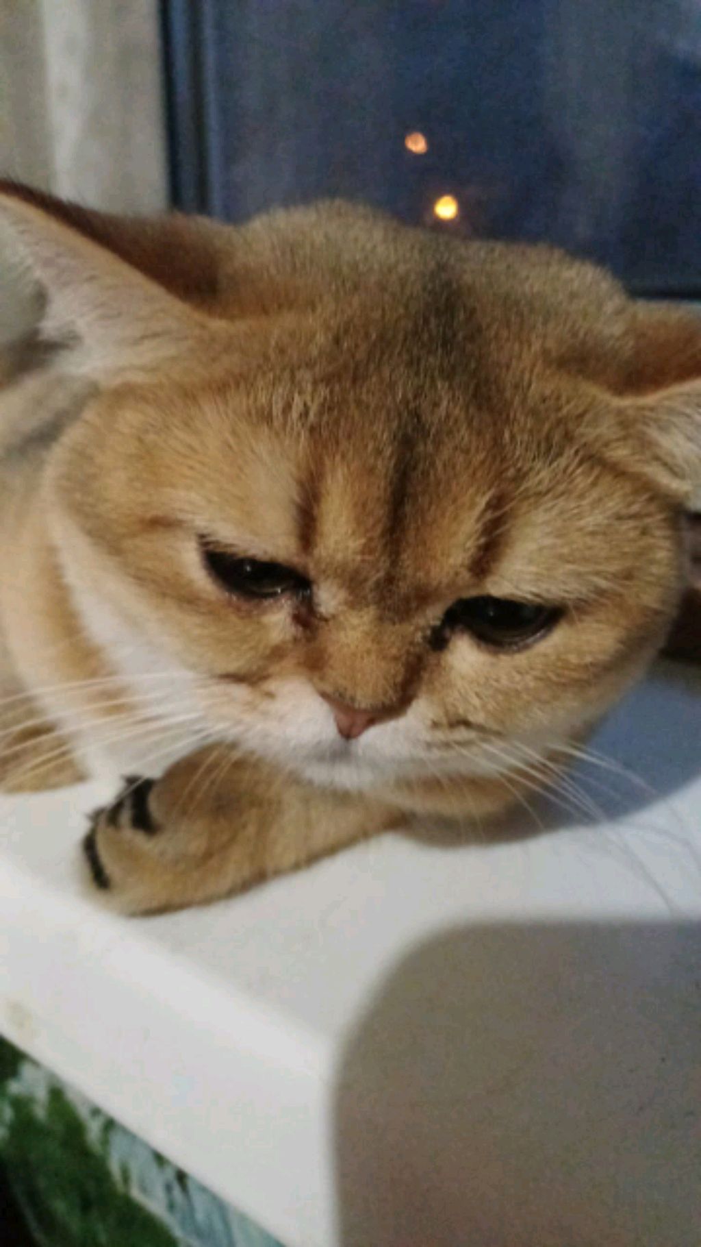 трансляция без того как я дурачусь