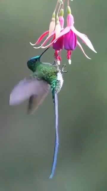 Видео от МЯУтаверс – как метавселенная, но с котами