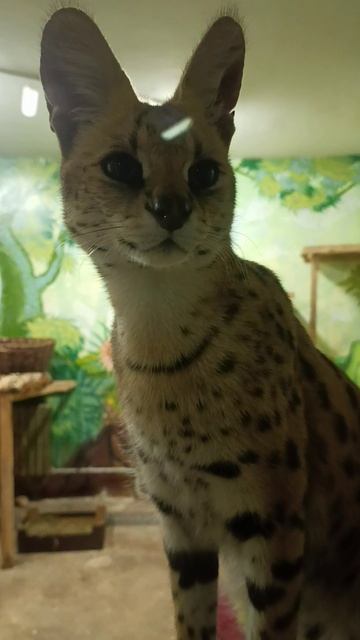 в мире животных выпуск 31 для дзен