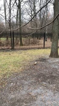 Озорные белки ничего не боятся