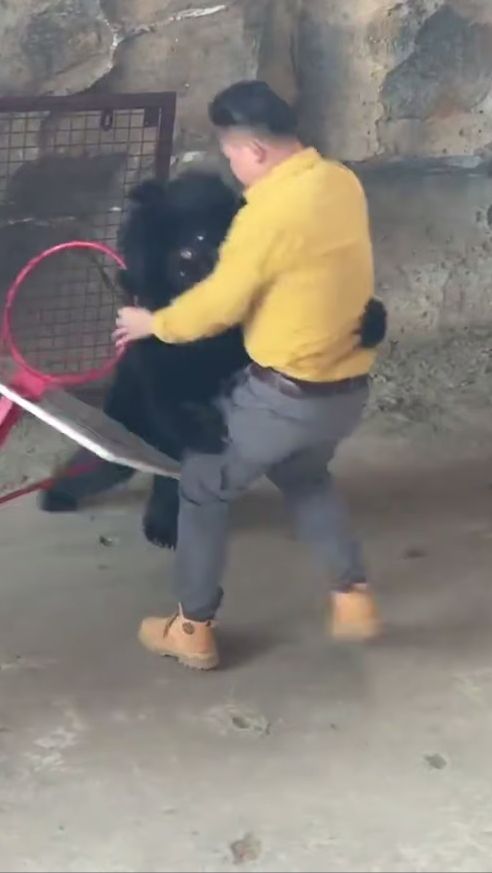 Медведь напал на дрессировщика в китайском сафари парке