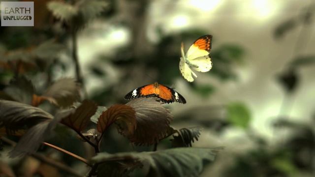 Сергей Воронин - Бабочки. 2025 год