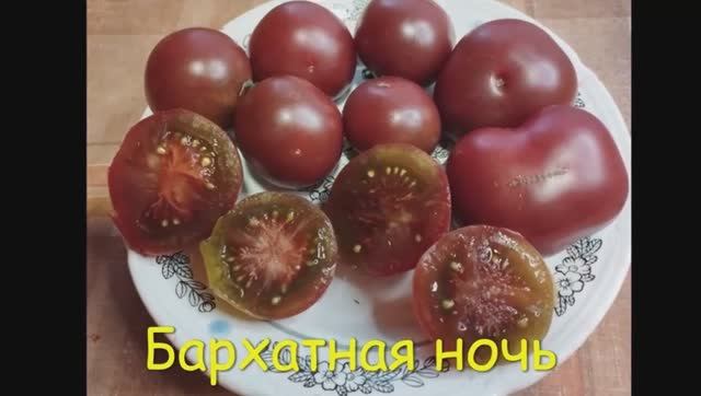 СКИДКИ на СЕМЕНА! Каталог томатов на 2026 год. Часть 1. г. Киров т.89229284031