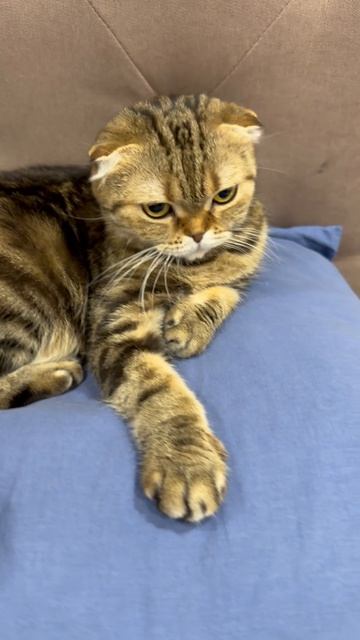 Милая шотландская вислоухая кошечка 🐱