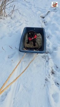 Яшка цыган догнал погоню 🌞❄️❤️🦮🛷🐈⬛❄️