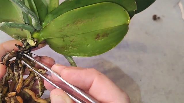 Грибковое_бактериальное ⁉️ заболевание, вдавленные пятна на листьях. Лечим препаратом для орхидей