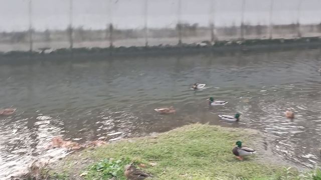 Дикие утки в городе.🦆🦆